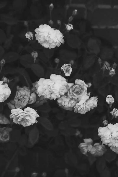 Black & White Florals: Black And White Roses by Grace Digital Art Co