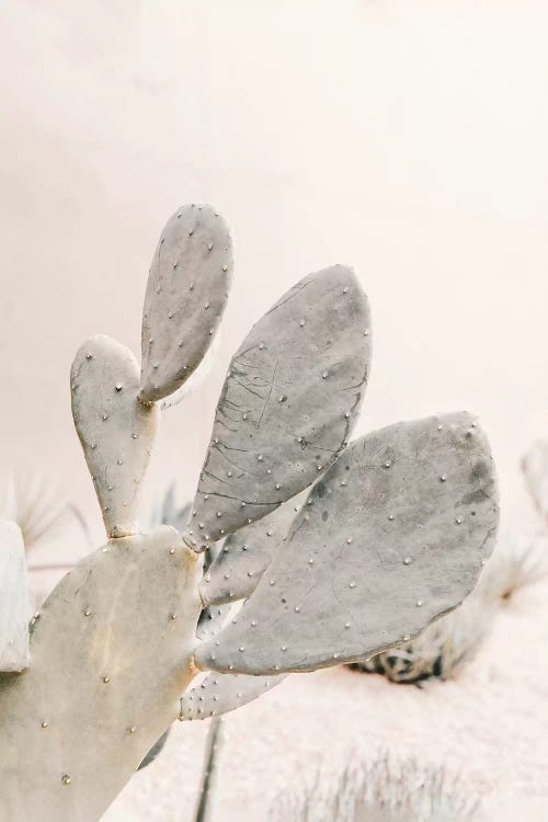 Neutral Cactus