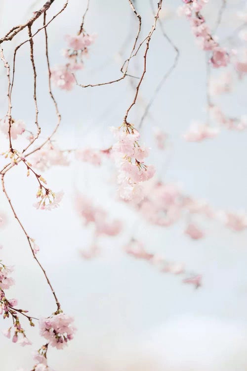 Blooms by Grace Digital Art Co wall art