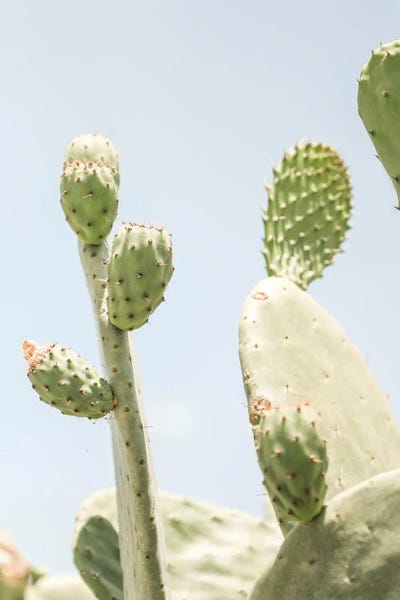 Grace Digital Art Co: Cactus V by Grace Digital Art Co