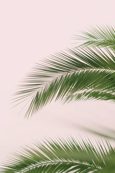 Tropical Leaves: Pink And Green Palm Tree by Grace Digital Art Co
