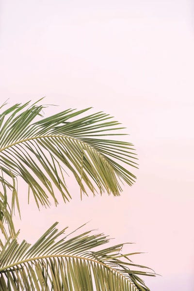 Grace Digital Art Co: Sunset Palm Leaves by Grace Digital Art Co