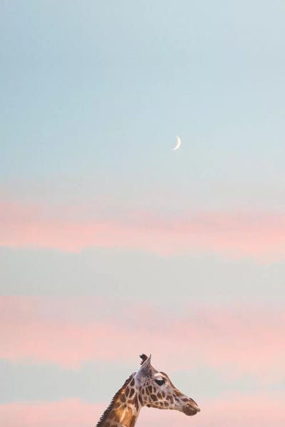 Grace Digital Art Co: Giraffe At Sunset by Grace Digital Art Co