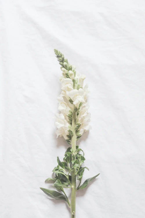 Minimalist White Flower by Grace Digital Art Co wall art