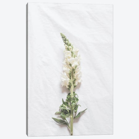 Minimalist White Flower Canvas Print #RAB280} by Grace Digital Art Co Canvas Artwork