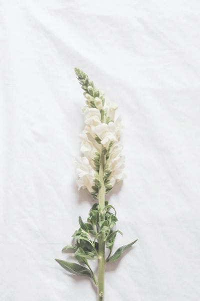 Grace Digital Art Co: Minimalist White Flower by Grace Digital Art Co
