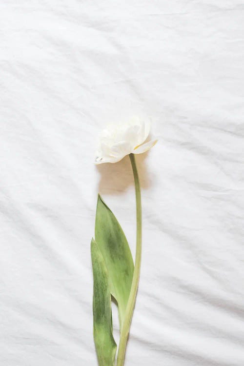 White Flower by Grace Digital Art Co wall art