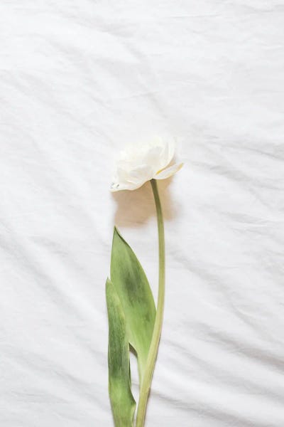 Grace Digital Art Co: White Flower by Grace Digital Art Co