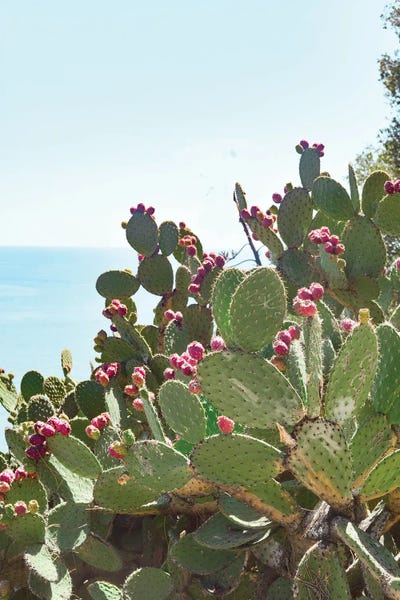 Grace Digital Art Co: Riviera Cactus by Grace Digital Art Co
