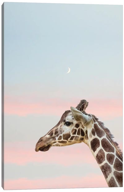 Sunset Giraffe II Canvas Art Print - Giraffe Art
