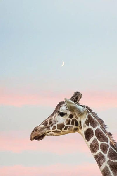 Grace Digital Art Co: Sunset Giraffe II by Grace Digital Art Co