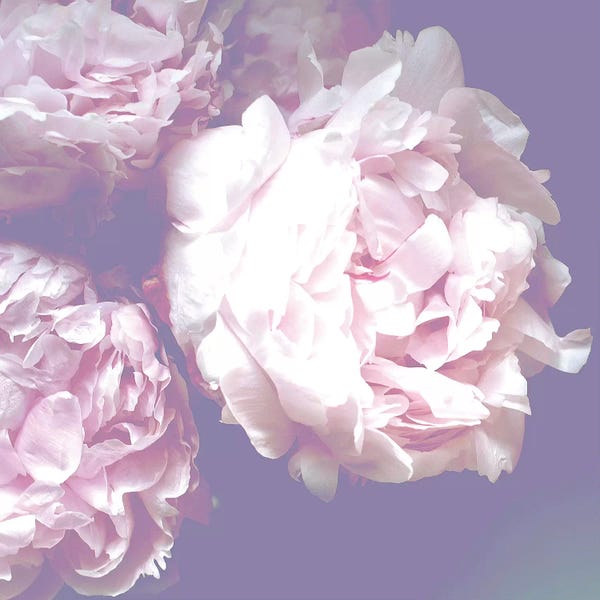 Macro Photography: Peony by Grace Digital Art Co