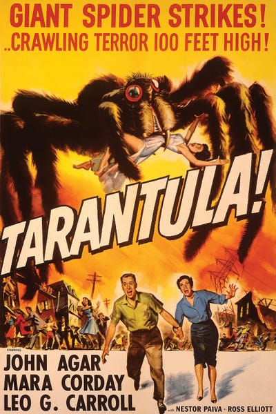 Spiders: Tarantula by Radio Days
