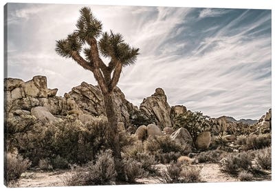 Joshua Tree Views VIII Canvas Art Print - Desert Landscape Photography
