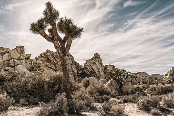 Quiver Trees: Joshua Tree Views VIII by Rachel Perry