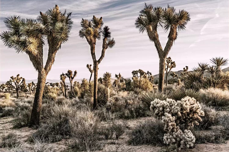 Joshua Tree Views IX