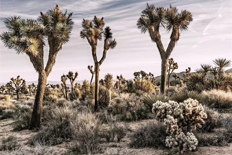 Joshua Tree Views IX by Rachel Perry wall art