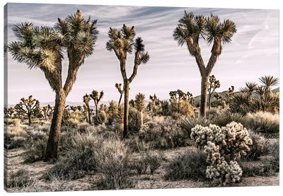 Joshua Tree Views IX Canvas Art Print - Desert Landscape Photography