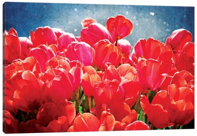 Fuchsia Tulips I Canvas Art Print