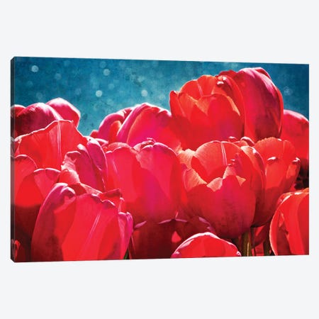 Fuchsia Tulips II Canvas Print #RAP2} by Rachel Perry Art Print
