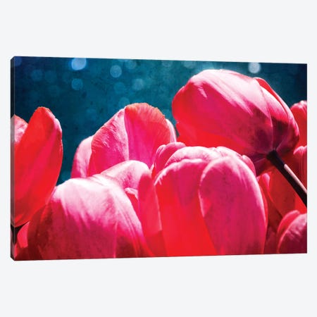 Fuchsia Tulips III Canvas Print #RAP3} by Rachel Perry Art Print