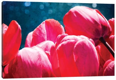Fuchsia Tulips III Canvas Art Print
