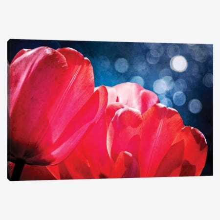 Fuchsia Tulips IV Canvas Print #RAP4} by Rachel Perry Canvas Art