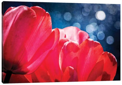 Fuchsia Tulips IV Canvas Art Print