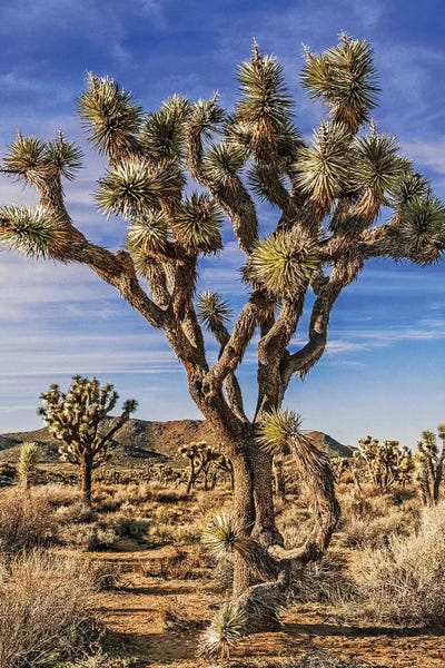 Quiver Trees: Joshua Tree Views III by Rachel Perry