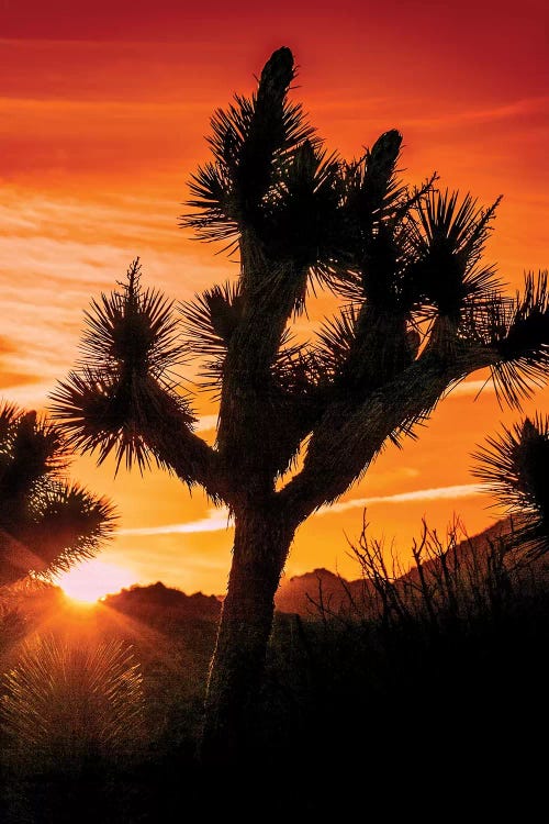 Joshua Tree Views V by Rachel Perry wall art