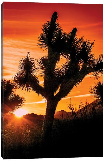 Joshua Tree Views V Canvas Art Print - Desert Landscape Photography