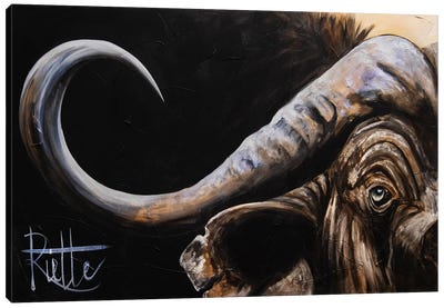 African Buffalo Canvas Art Print - Bison & Buffalo Art