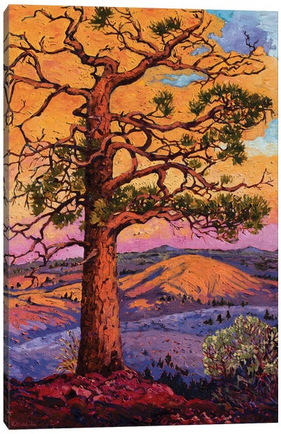 Grandfather Pine Tree Canvas Art Print - Rebecca Baldwin
