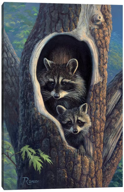 In The Hollow Canvas Art Print - Raccoon Art