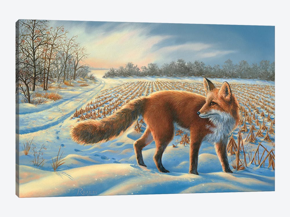 Red Fox by Rod Bailey 1-piece Canvas Print