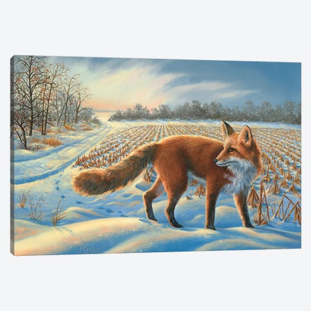 Red Fox Canvas Print #RBL39} by Rod Bailey Canvas Art Print