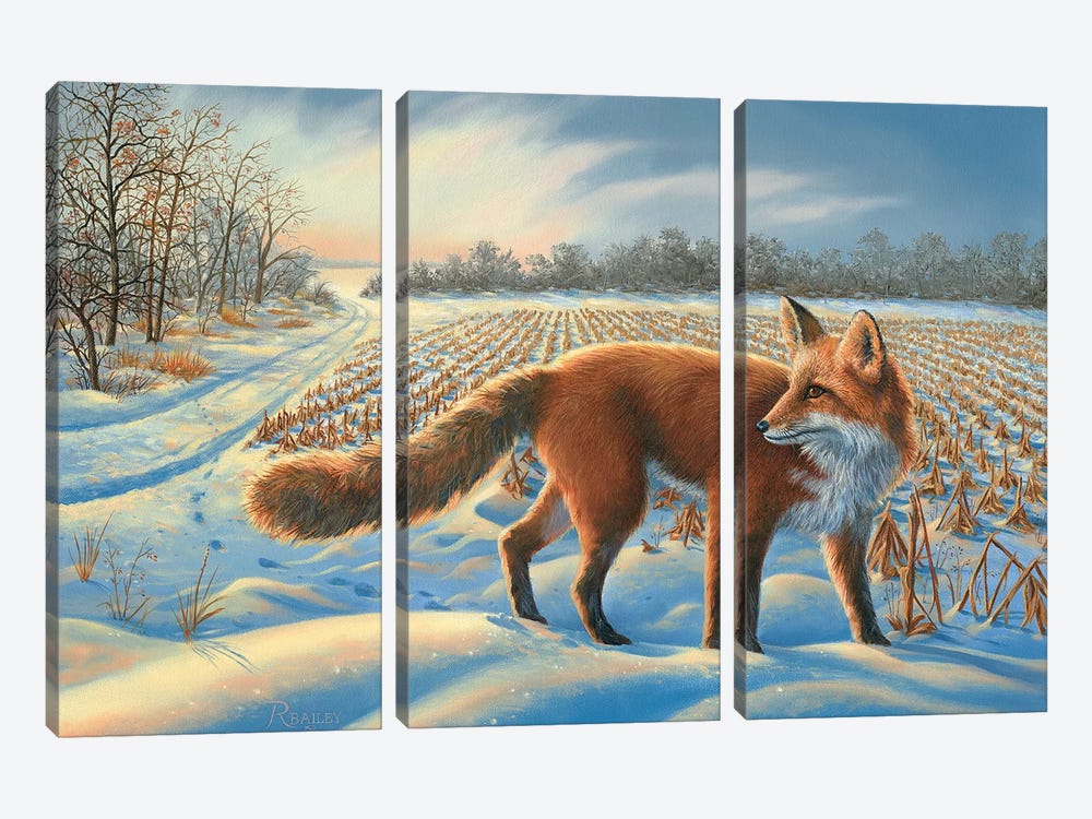 Red Fox by Rod Bailey 3-piece Canvas Print