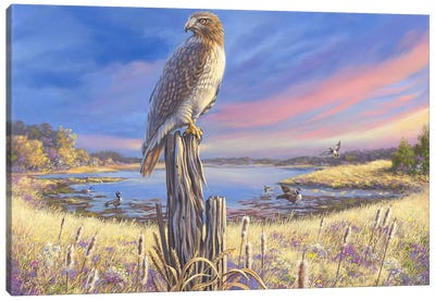 Hawk Canvas Art Print - Rod Bailey