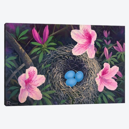 Robin Eggs Nest Canvas Print #RBL56} by Rod Bailey Canvas Wall Art