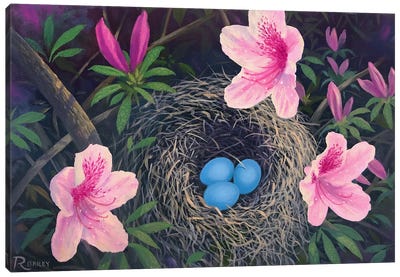 Robin Eggs Nest Canvas Art Print - Rod Bailey