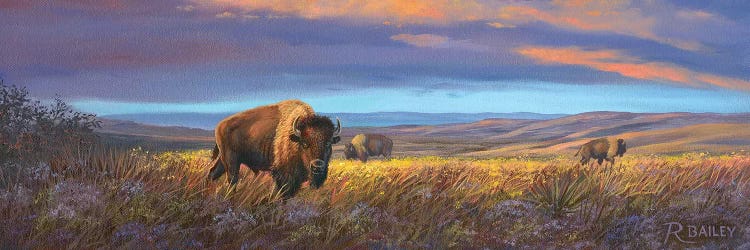 Bison Sunset