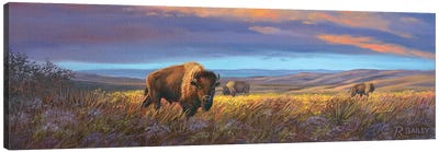 Bison Sunset Canvas Art Print - Field, Grassland & Meadow Art