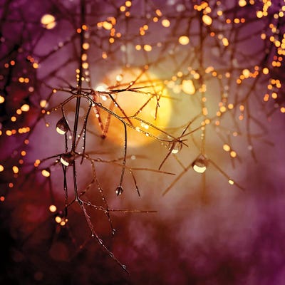 Amber Moon by Ros Berryman framed canvas print