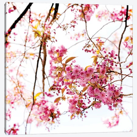 Cherry Blossom Canvas Print #RBM10} by Ros Berryman Canvas Wall Art