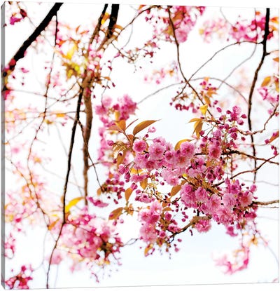 Cherry Blossom Canvas Art Print - Ros Berryman