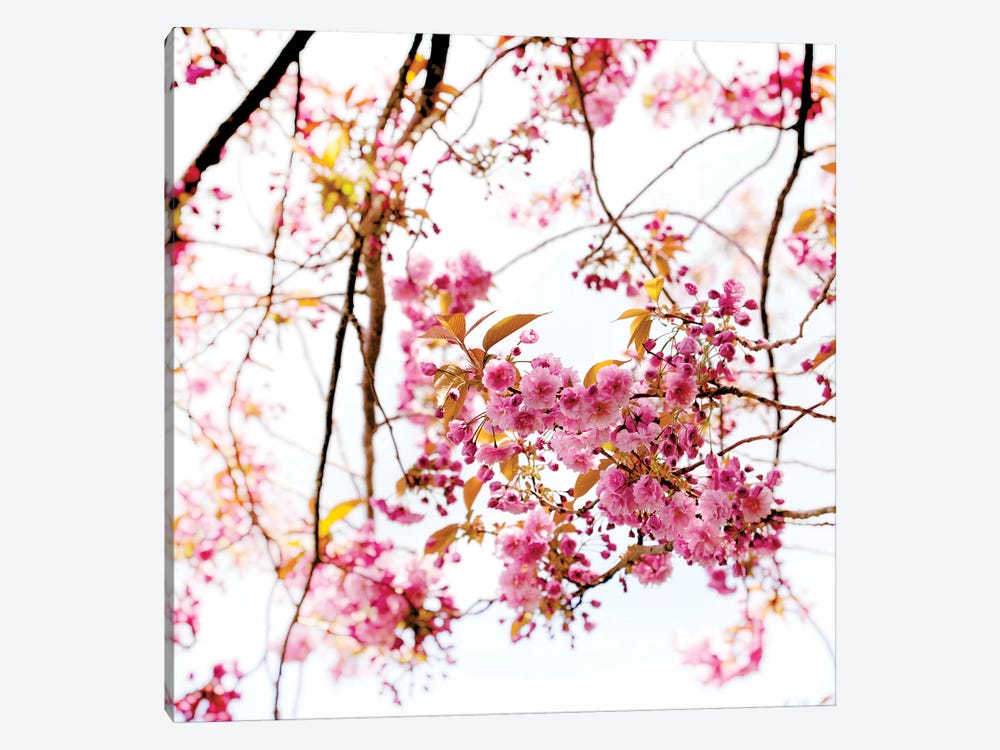 Cherry Blossom by Ros Berryman 1-piece Canvas Print