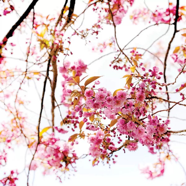 Ros Berryman: Cherry Blossom by Ros Berryman