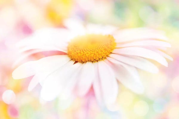Daisies: Colour Pop Daisy by Ros Berryman