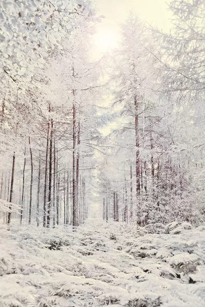 Crystal Forest by Ros Berryman framed canvas print