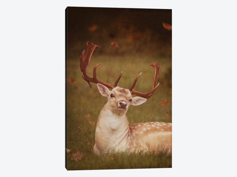 Deer With Autumn Leaves by Ros Berryman 1-piece Canvas Art Print